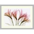 Steven N. Meyers 'Alstromeria' Framed Art Print