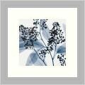 Steven N. Meyers 'Eucalyptus II' Framed Art Print