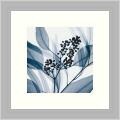 Steven N. Meyers 'Eucalyptus I' Framed Art Print