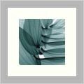Steven N. Meyers 'Lily Leaves' Framed Art Print