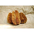 Coir Fiber 4-inch Vegetable Brush (Pack of 6)
