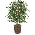 4-foot Green Ficus Bush