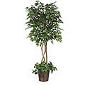 Under-planted 6.5-foot Green Ficus Tree