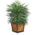Phoenix 3-foot Palm Bush