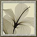 Steven N. Meyers 'Hibiscus' Framed Canvas Art