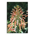 Patty Tuggle 'Flower Fireworks' Canvas Art