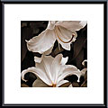 Free connected info on Swanson Chicken Rebecca Swanson 'White Lilies' Metal Framed Art Print