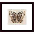 R. Edwards 'Stichopthalma Louisa' Wood-framed Art