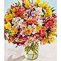 Bouquet of Peruvian Lilies (200 Blooms)