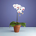 Potted Baby Orchid