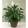 Potted Peace Lily