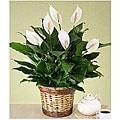 Premium Sympathy Peace Lily