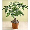 Braided Money Tree
