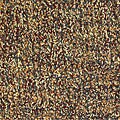 Hand-knotted Barua Tan New Zealand Wool Rug (7'9 Round)