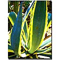 Ami Jukebox Control blogs and more! Amy Vangsgard 'Agave Americana' Canvas Art