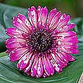 Silver 'Blossom into Fuchsia' Natural Gerbera Brooch (Thailand)