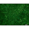 Handmade Smoking Assistive Guidepost Emerald Green Smoked Sarong (Indonesia)