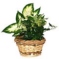 Potted Plant Straw Gift Basket
