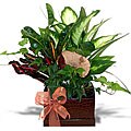 Alligator Box Gift Garden
