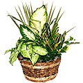 Espresso Plant Gift Basket