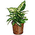 Dieffenbachia Live Plant