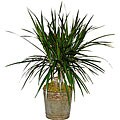 Dracaena Marginata Cane Green Plant