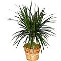 Dracaena Marginata Cane Green Plant