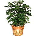 Parsley Aralia Plant