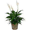 Spathiphyllum Peace Lilly