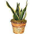 Sansevieria Superva Potted Plant