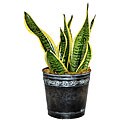 Sansevieria Superva Potted Plant