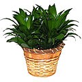 Janet Craig Compacta Live Plant