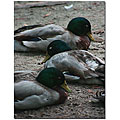 Patty Tuggle 'Duck Slumber' Art