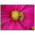 Kurt Shaffer 'Cosmos Bee' Canvas Art