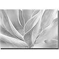 Chris Honeysett 'White Agave' Unframed Canvas