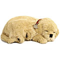 Perfect Petzzz Golden Retriever Lifelike Puppies (Pack of 12)