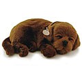 Perfect Petzzz Chocolate Lab Lifelike Puppies (Pack of 12)