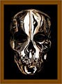 Alexander Mcqueen: Savage Beauty (Hardcover)