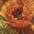 Nicole Etienne 'Orange Poppy' Gallery Wrapped Canvas Art