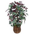 Decorative Rattan Basket and 42-inch Capensia Bush