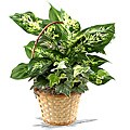 Plant Wicker Hat Gift Basket