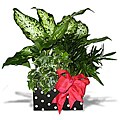Foliage Recipe Gift Box