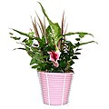 Tropical Plants in Pink Wire Basket