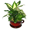 Tropical Plants in Ceramic Mug