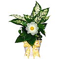Tropical Plants in Ceramic Planter