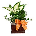 Tropical Plants in Faux Alligator Planter