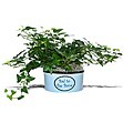 'Bad To The Bone' Planter