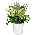 Fantasia White Tropical Planter