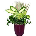 Fantasia Purple Tropical Planter