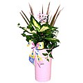 Mother's Day Delight Tropical Planter